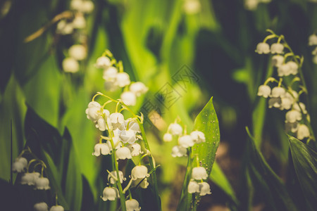 山谷花朵的百盛开在春天的花园过滤背景图片