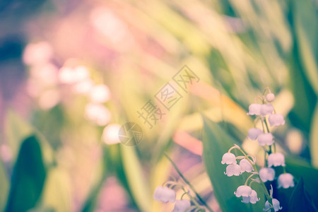 山谷花朵的百盛开在春天的花园过滤背景背景图片