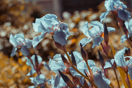 盛开的美丽紫虹花图片