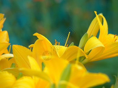 花园里黄色百合花图片