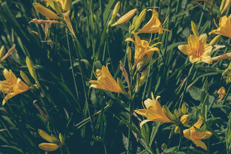 花园里黄色百合花图片