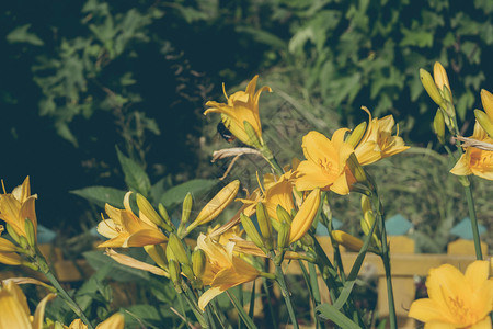 花园床上的亮黄色百合花图片