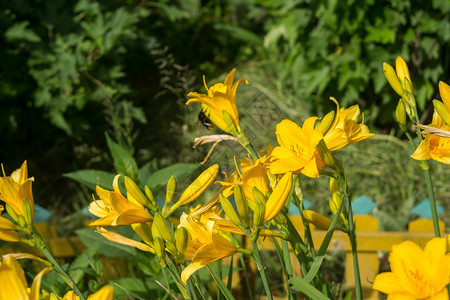 花园床上的亮黄色百合花图片