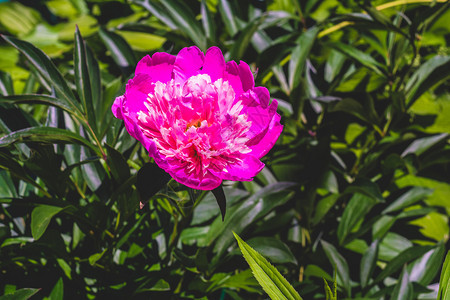 花园里装饰的粉红色小马花关闭背景图片