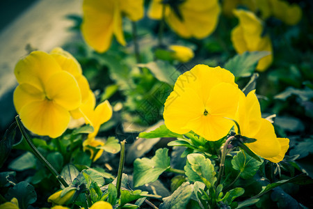 花园有黄色的花朵背景图片