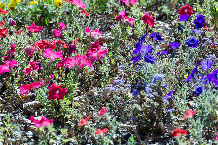 自然界彩色天然花卉图片