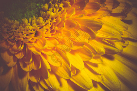 闪亮黄色宏观照片的盛花图片