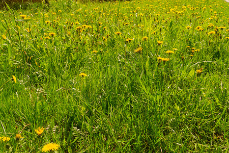 草地上的小野花图片