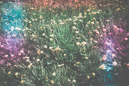 阳光明媚的夏季草地黄色的花朵过滤了背景图片