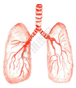 人工画出以水彩的人类肺图片