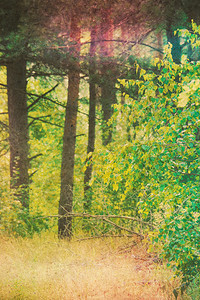 夏季绿树在松林中过滤器与纸张纹理一起应用图片