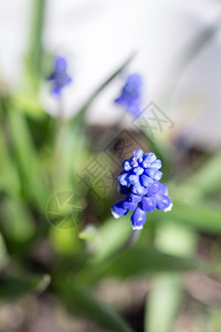 花园里蓝色的小春花图片