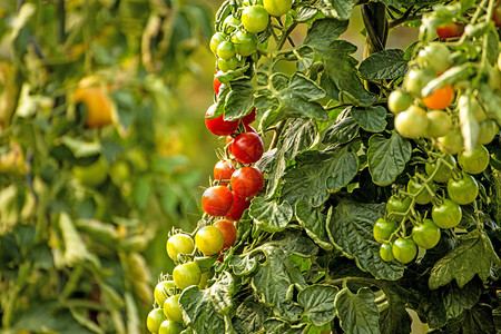 西红柿成熟和未的花园水果图片