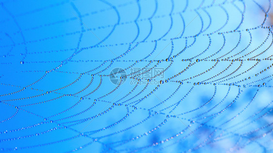 蜘蛛网上的水滴蓝天背景蜘蛛网晨露水滴图片