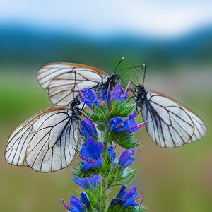 蓝色花朵上有三只白色和黑条纹蝴蝶夏天背景有蝴蝶图片