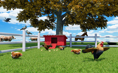 家禽养鸡场的公母和养场棚和农畜3D图片