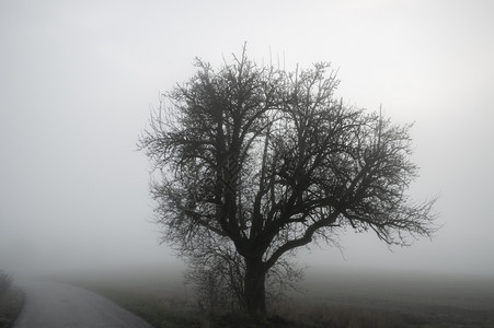一条乡村道路和覆盖着清晨的雾图片