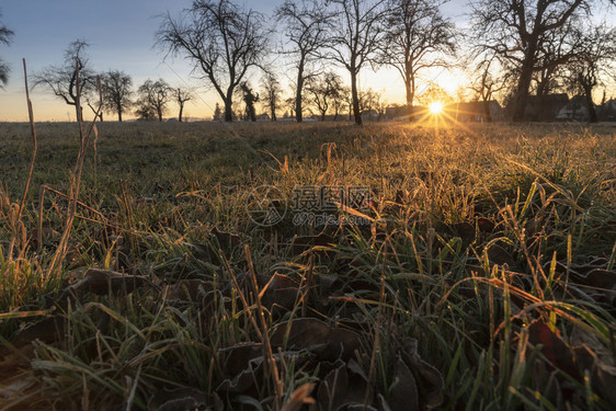 草原上布满了无叶树的果园草原上布满干枯和冰冻的草原由十二月的日出温暖图片
