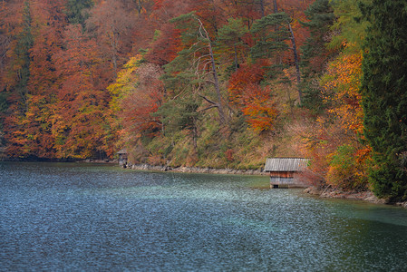美丽的秋天风景在阿尔普西湖边的一座木屋周围是多彩的秋天森林在小屋里巴伐利亚地区德国图片