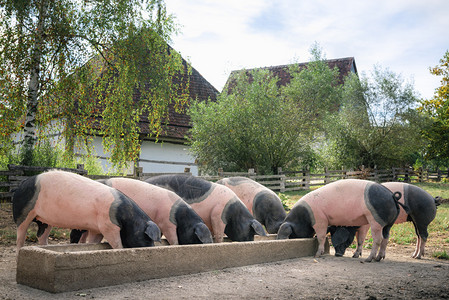 乡下有德国种猪斯瓦比人小屋猪一起吃饭户外在院子里schwabisc大厅德国图片