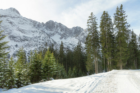 阳光明媚的冬季风景有一条路穿过雪森林和岩山阿尔卑斯在厄瓦德奥斯特里亚图片