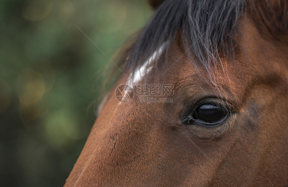 在黑棕色马眼上紧贴着前额有白色斑点的黑褐马眼睛有选择地聚焦的图像图片
