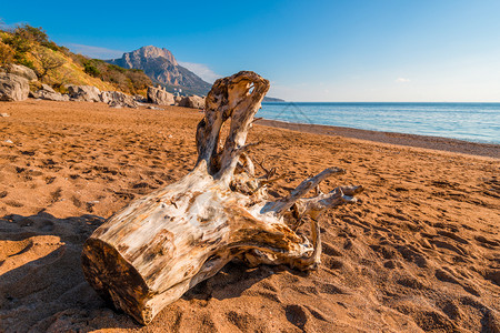 在阳光明媚的日子里黑海沙滩上的古老原木图片