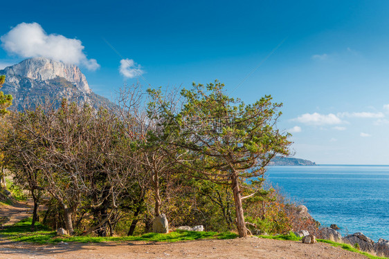 在海滨高山上的树图片