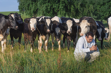 一个男人在智能手机里看着一群荷尔斯坦奶牛聚集在他身后仰望着肩膀在德国图片