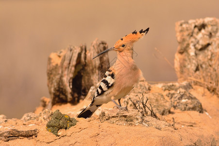 eurasinhope或uaeos美丽的棕色鸟围着树枝等待喂养其棕色背景的小鸡图片
