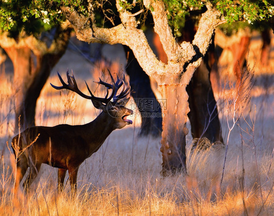 秋天草原上壮丽的成年红鹿肖像图片