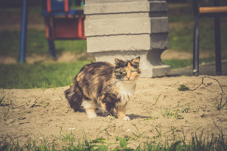 可爱的小猫长毛大步行户外图片