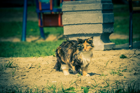 可爱的小猫长毛大步行户外图片