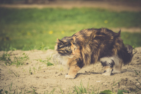 可爱的小猫长毛大步行户外图片