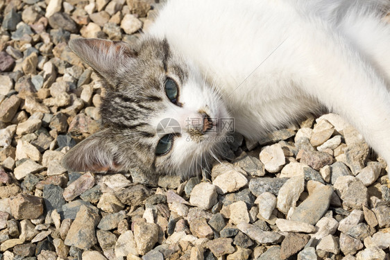 夏日的阳光下可爱猫躺在碎石上图片