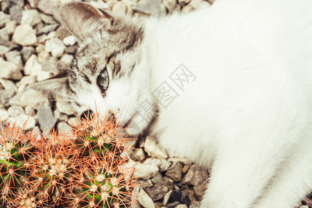 石头上的小猫咪与植物图片