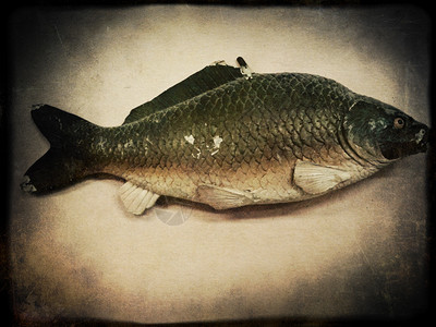 古老的假鱼照片粗糙的纹身背景图片