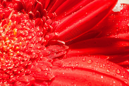 鲜艳的大红色花朵图片