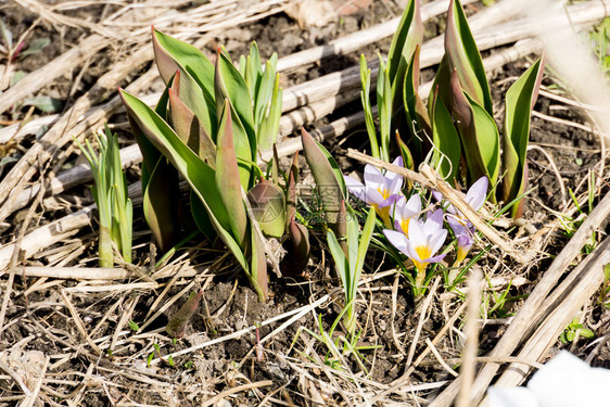 盛开的春花紫色冠从外面的地球生长图片