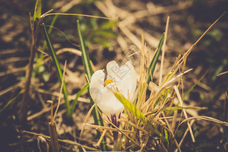 从外面的地球里生长白花圈过滤的背景图片