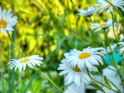 白色的美丽野菊花背景图片