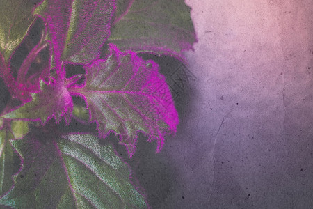 家用植物装饰叶纸质纹理和颜色编辑的近距离照片图片