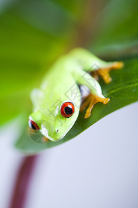 红眼睛青蛙绿树背景多彩图片