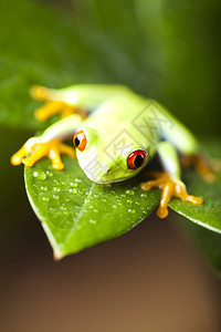 色彩丰富背景的青蛙图片