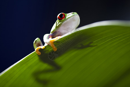 色彩丰富背景的青蛙图片