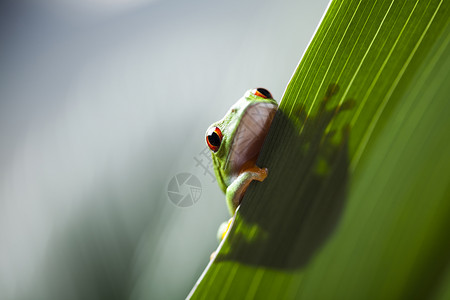 红眼树青蛙在多彩背景的叶上图片