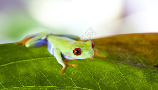 红眼树青蛙在多彩背景的叶上背景图片