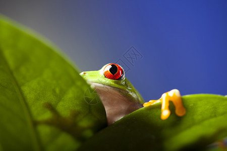 丰富多彩背景的异国青蛙图片