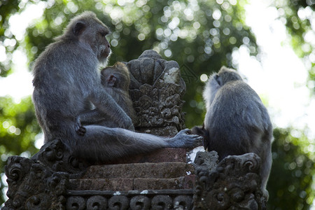 猴子巴利岛不言而喻明亮多彩的生动主题图片