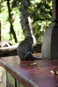 猴子巴利岛不言而喻明亮多彩的生动主题图片